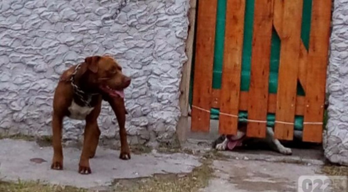 Un perro atacó a un nene de 3 años: recibió 65 puntos en la cara